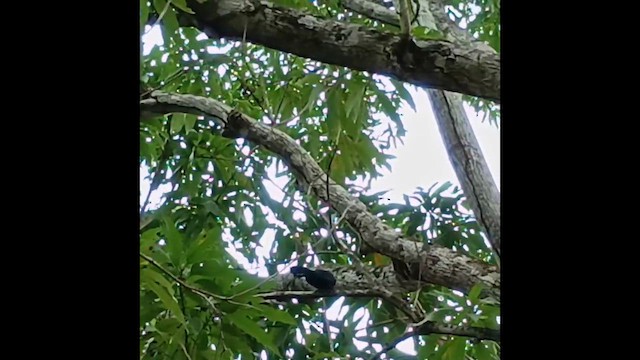 Greater Ani - ML647512517