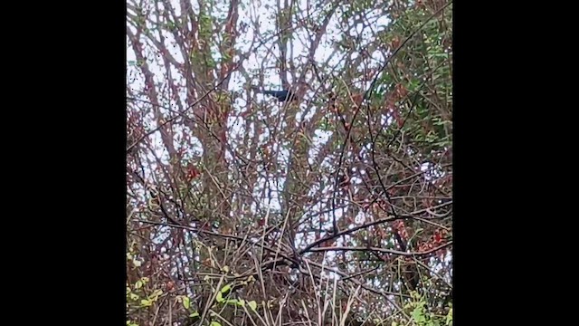 Greater Ani - ML647512519