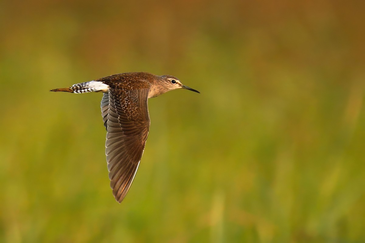 Wood Sandpiper - ML647512528
