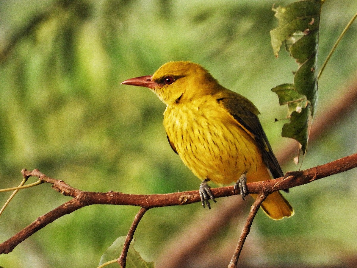 Indian Golden Oriole - ML647512535