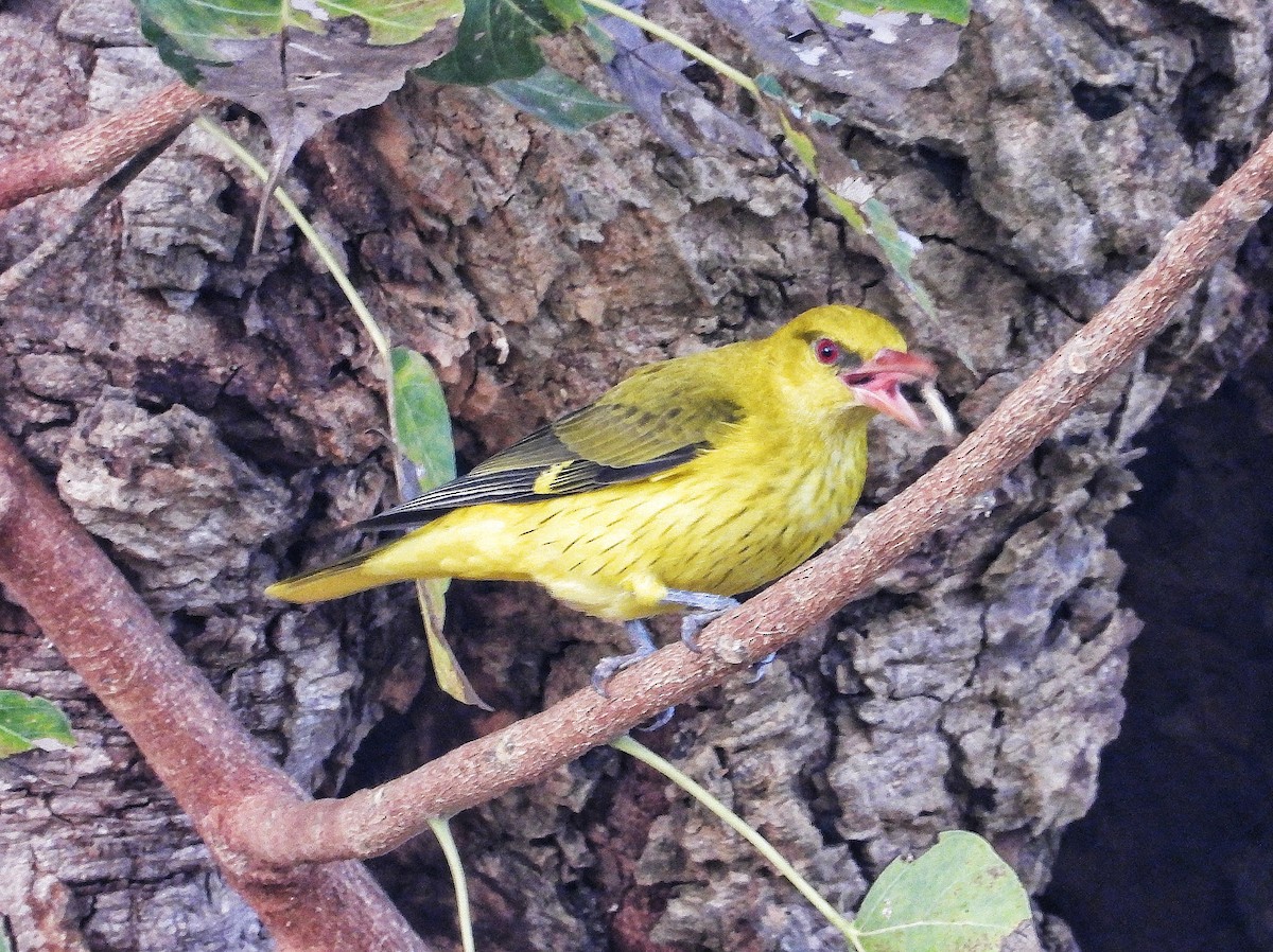 Indian Golden Oriole - ML647512536