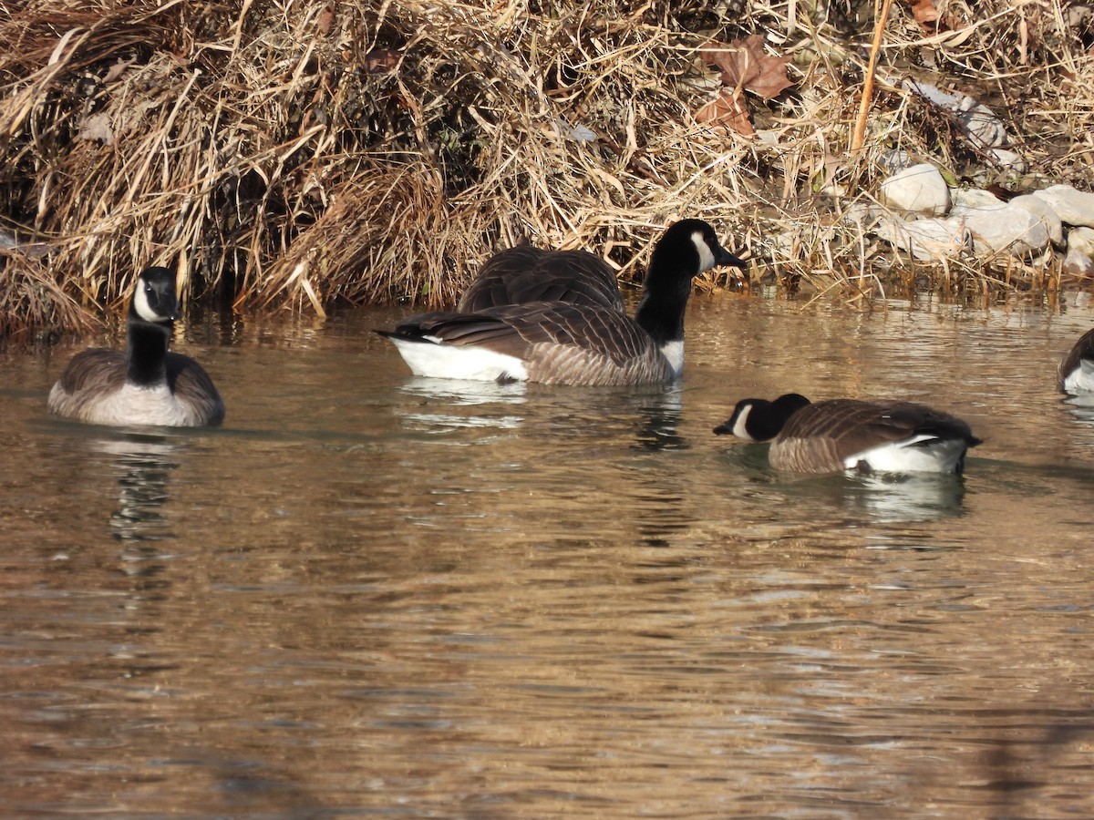 Канадская казарка - ML647512543