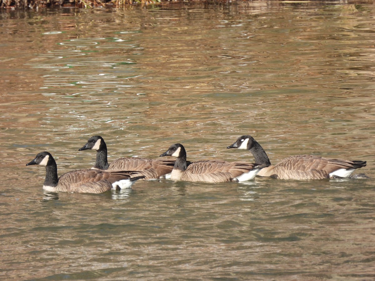 Канадская казарка - ML647512547