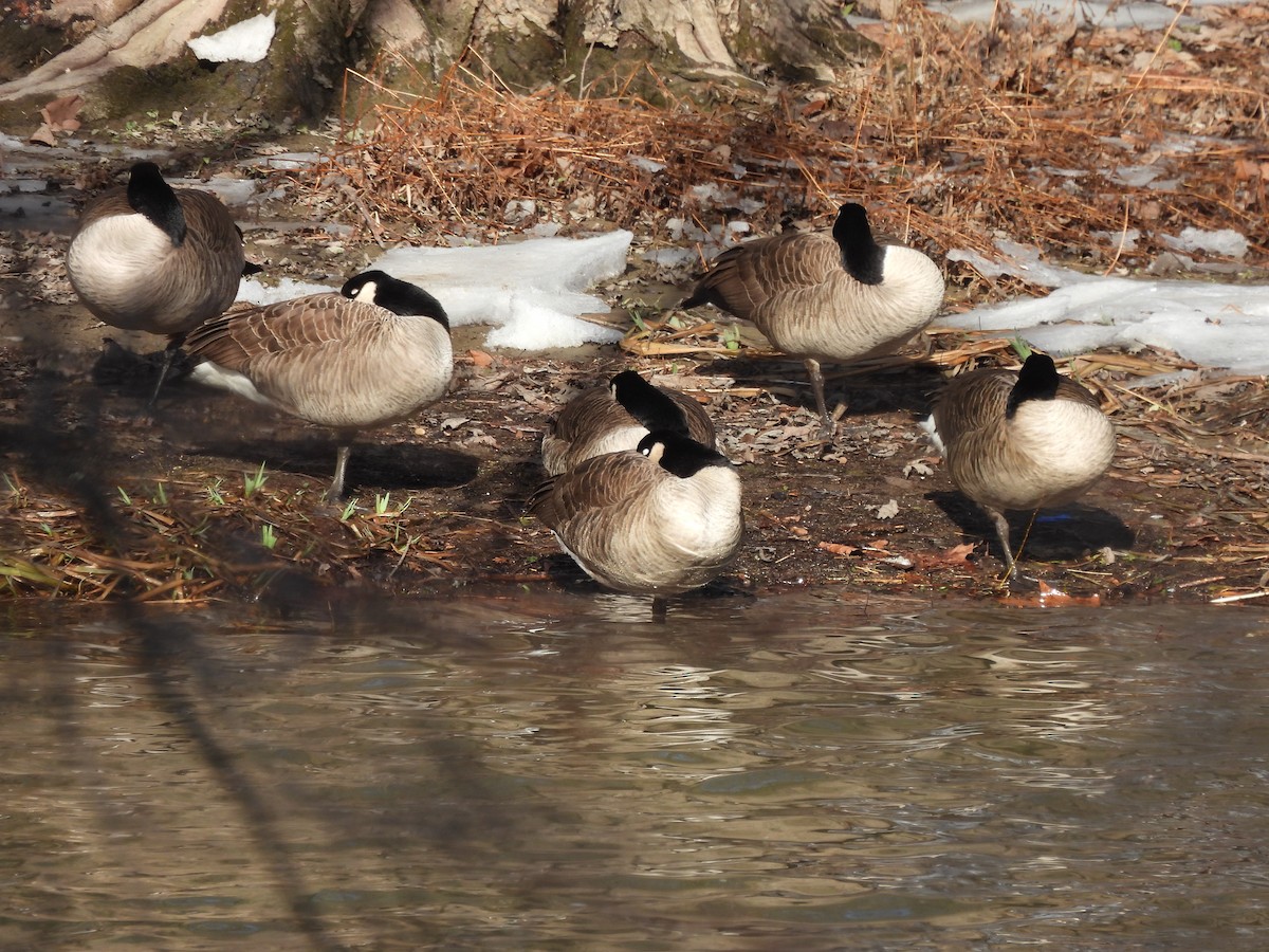 Канадская казарка - ML647512550