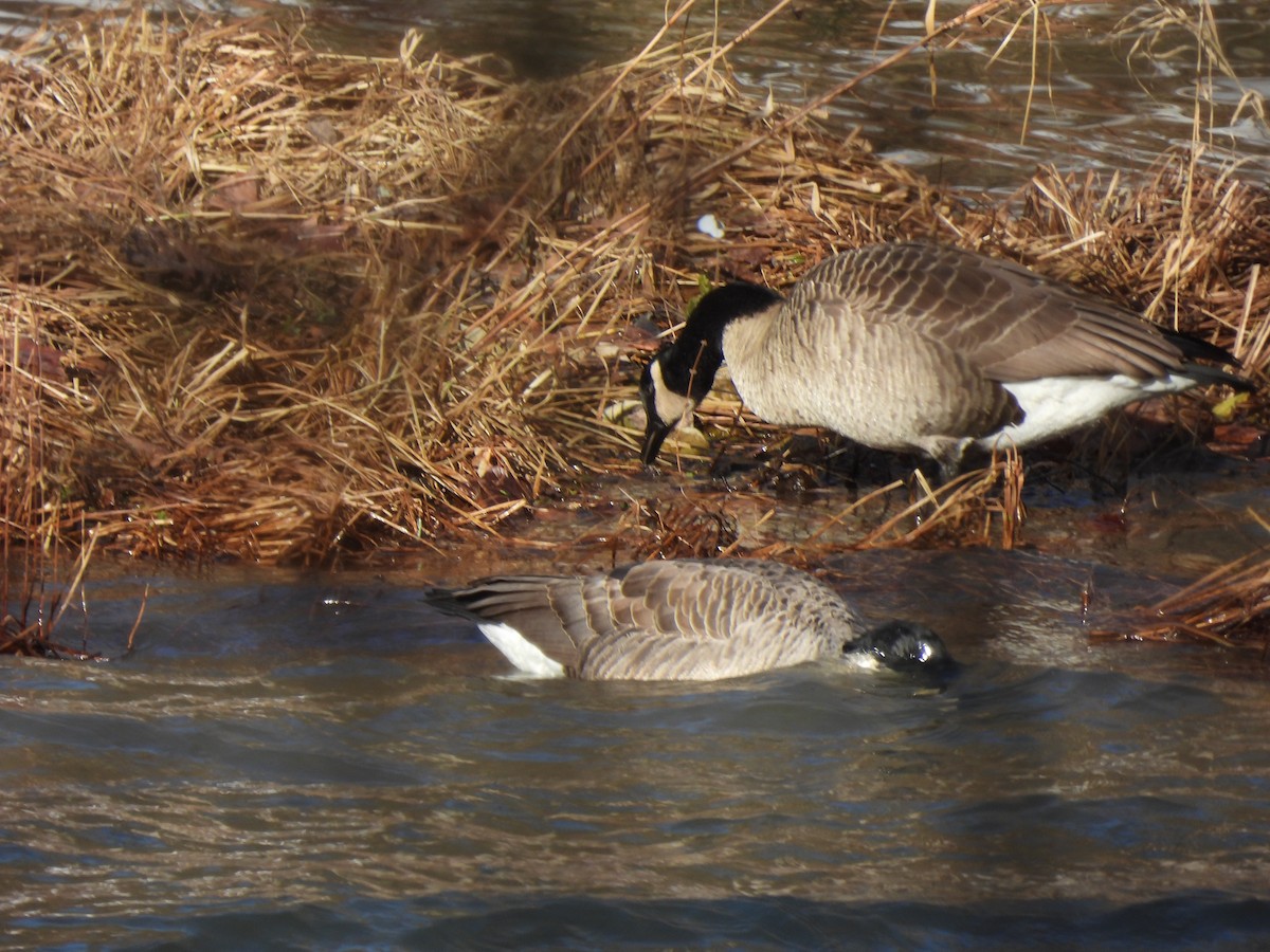 Канадская казарка - ML647512559