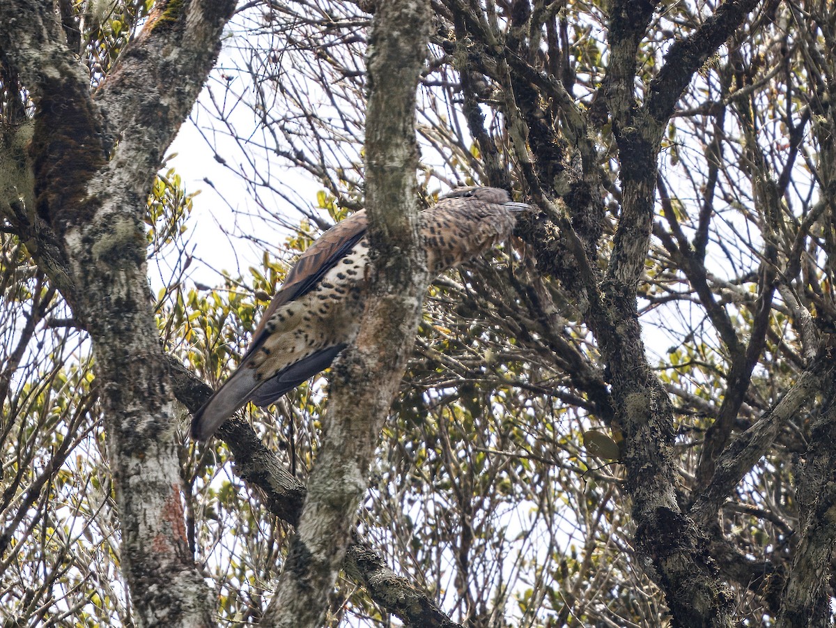 オオブッポウソウ - ML647512568