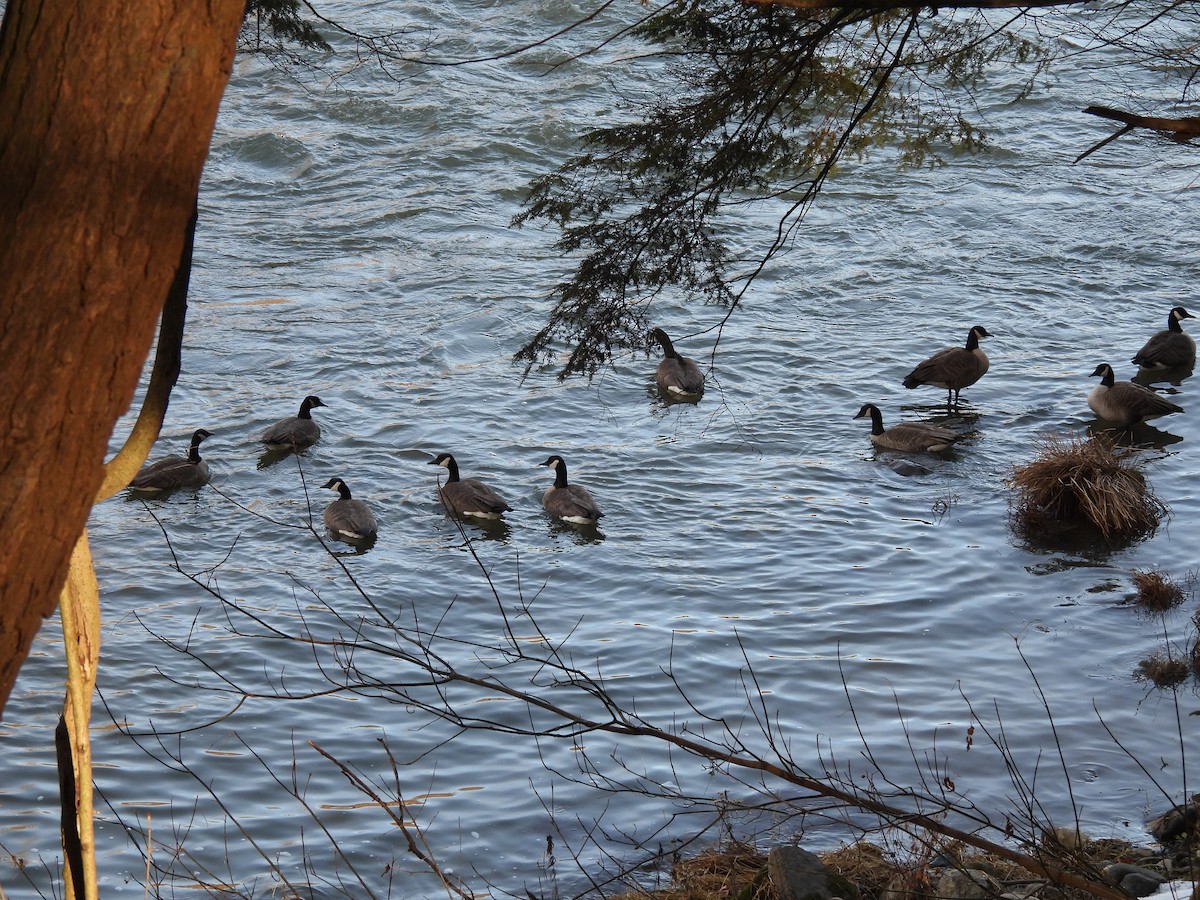 Канадская казарка - ML647512581