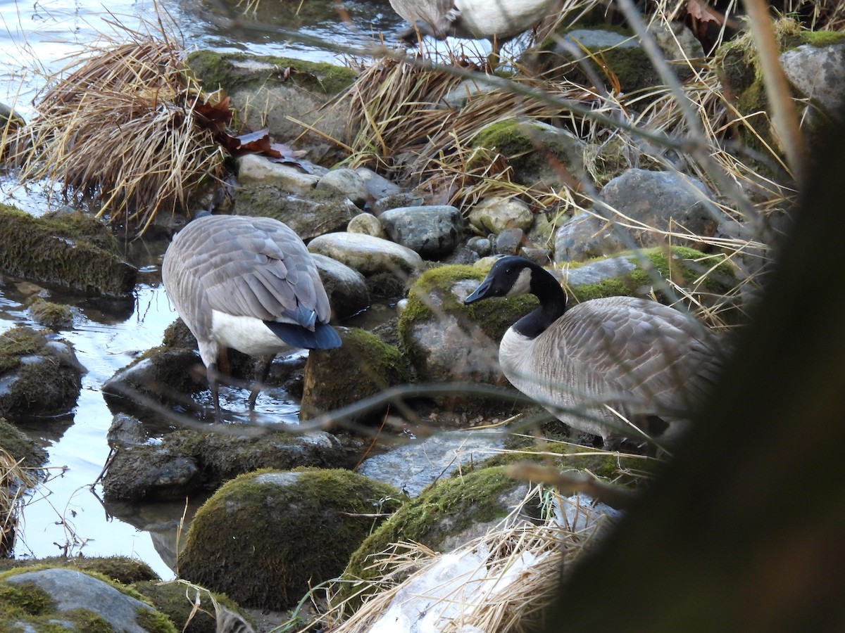 Канадская казарка - ML647512582