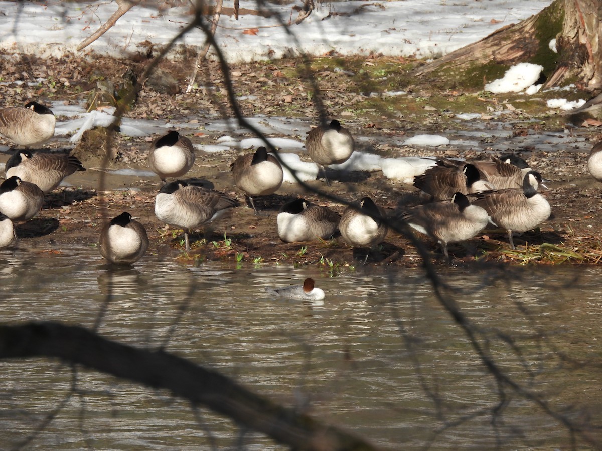 Канадская казарка - ML647512589