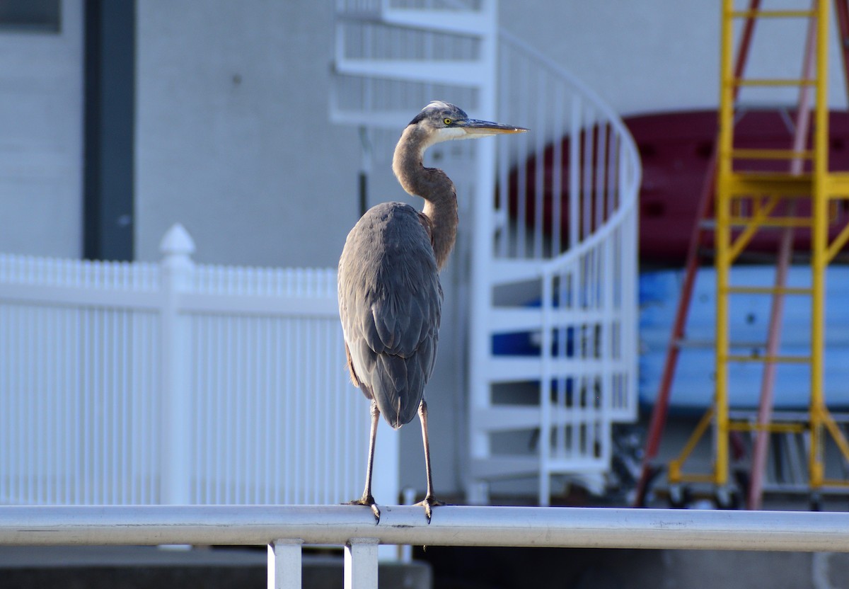 Great Blue Heron - ML647512622