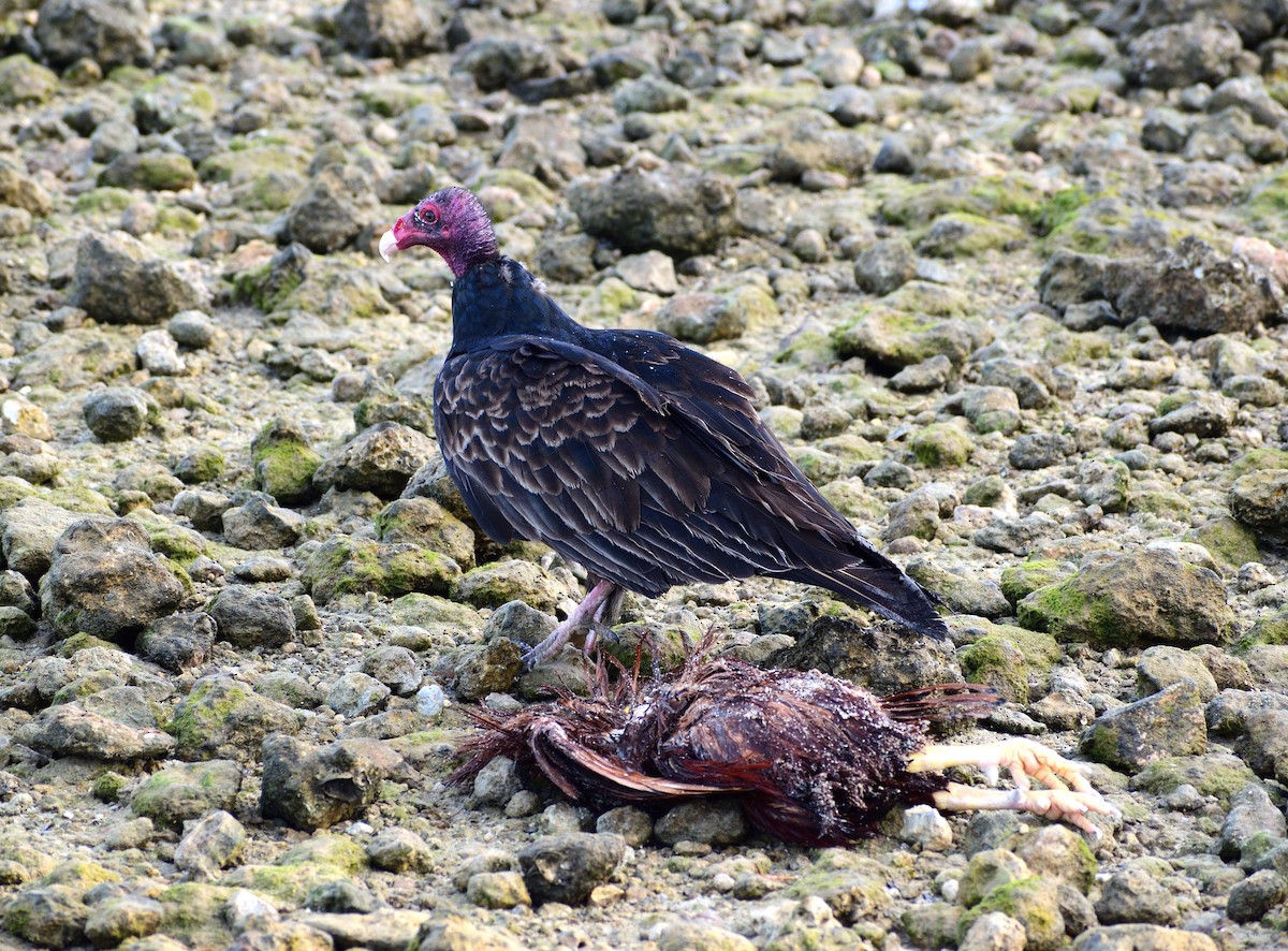 Turkey Vulture - ML647512627