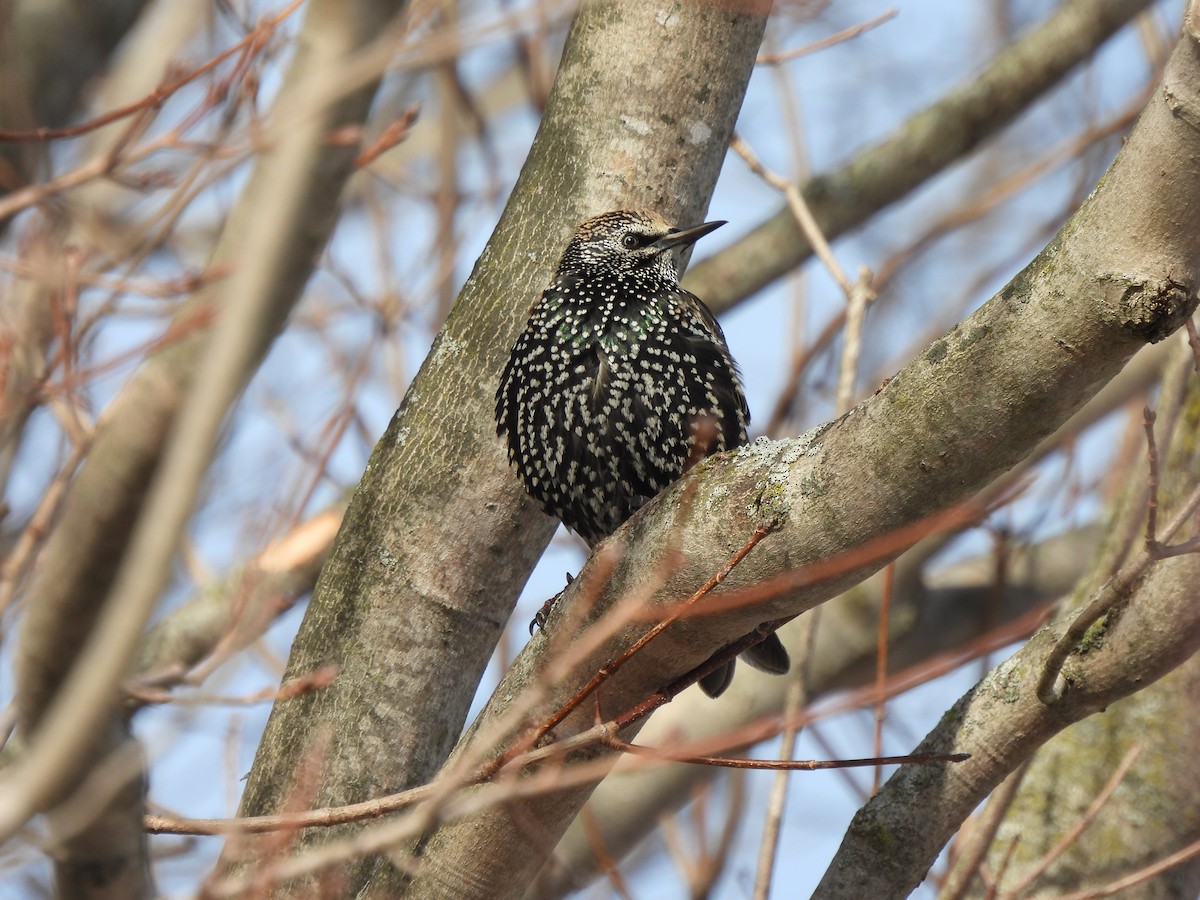 European Starling - ML647512631