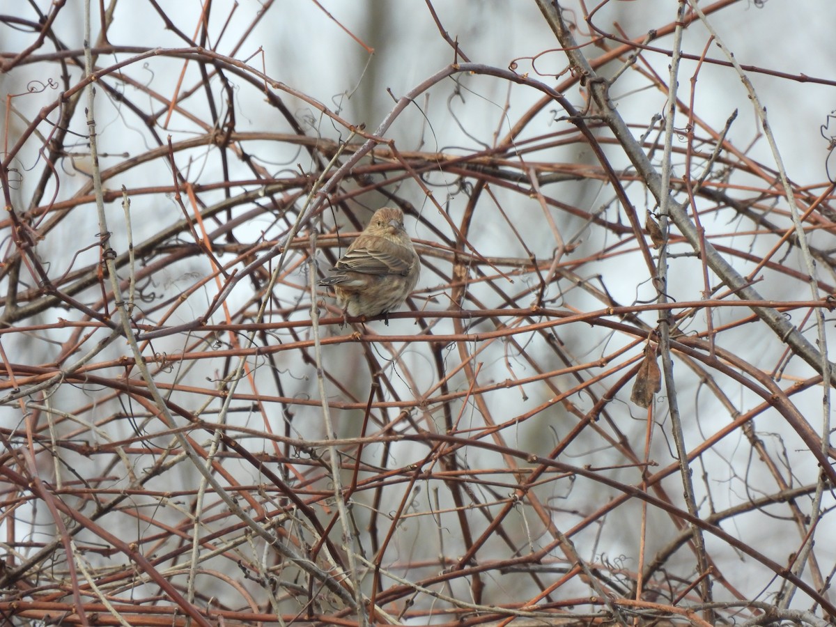 Roselin familier - ML647512643