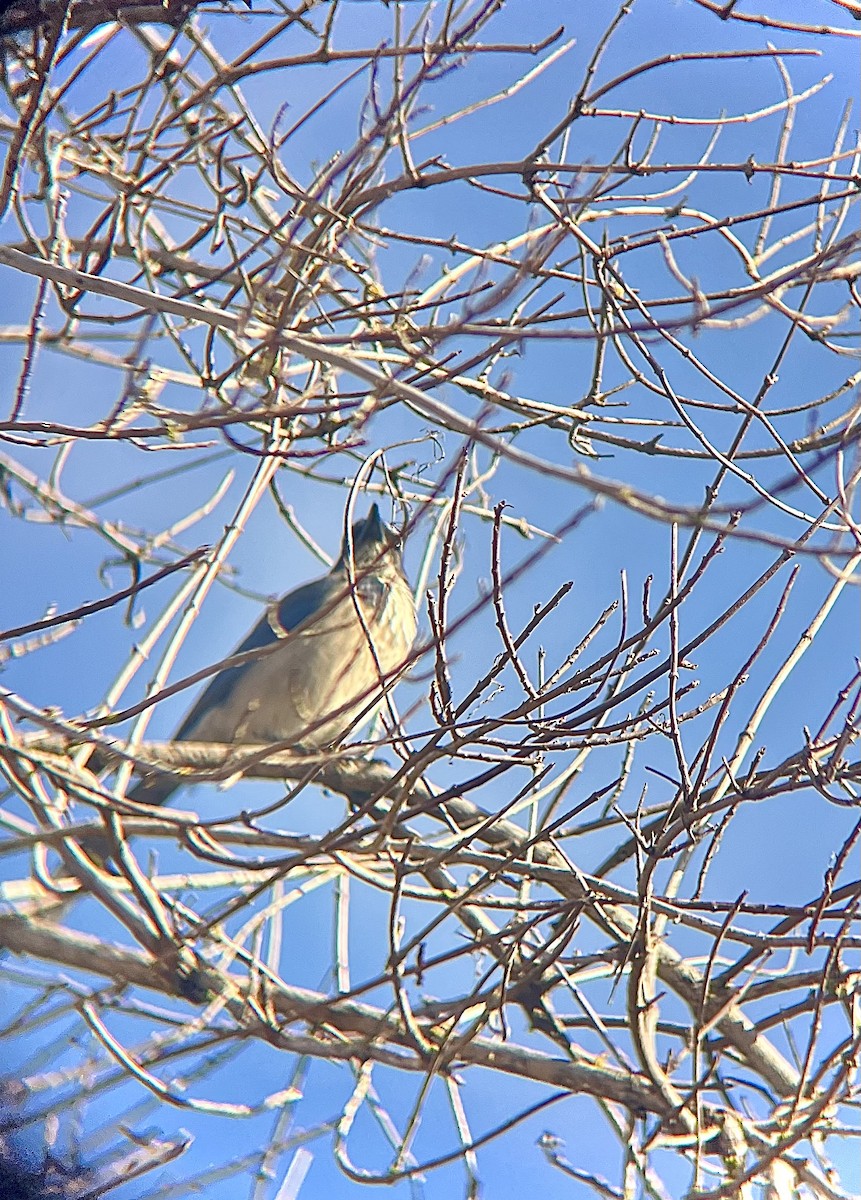 Сойка каліфорнійська - ML647512646