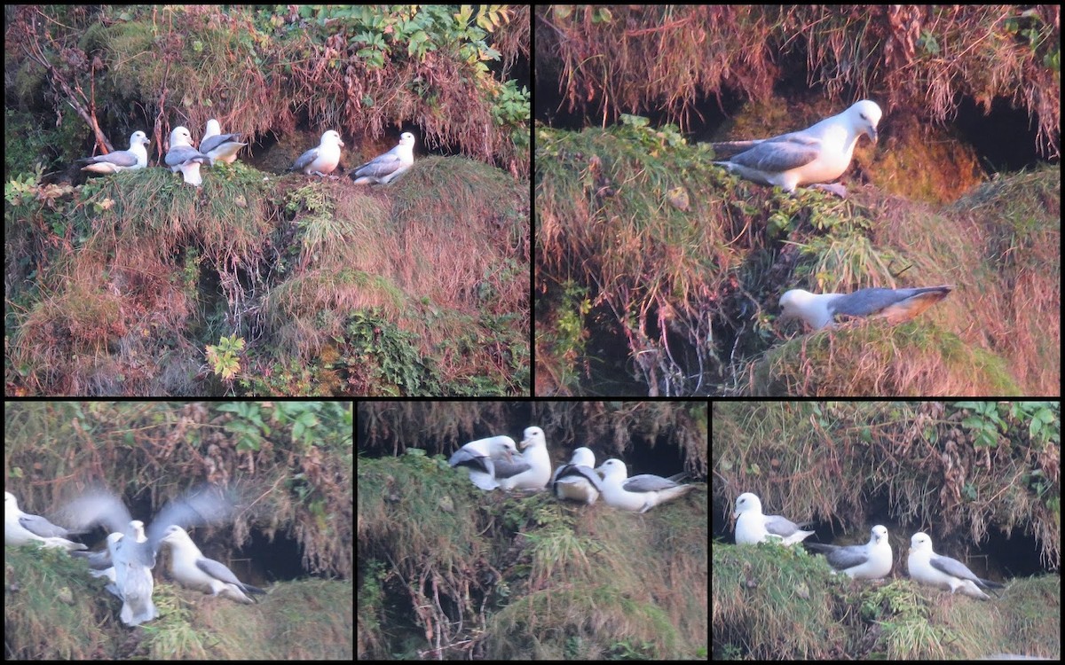 Northern Fulmar - ML647512668