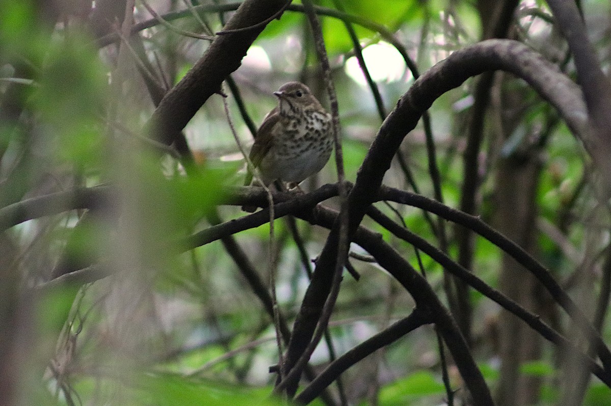 קיכלי חלוד-זנב - ML647512746
