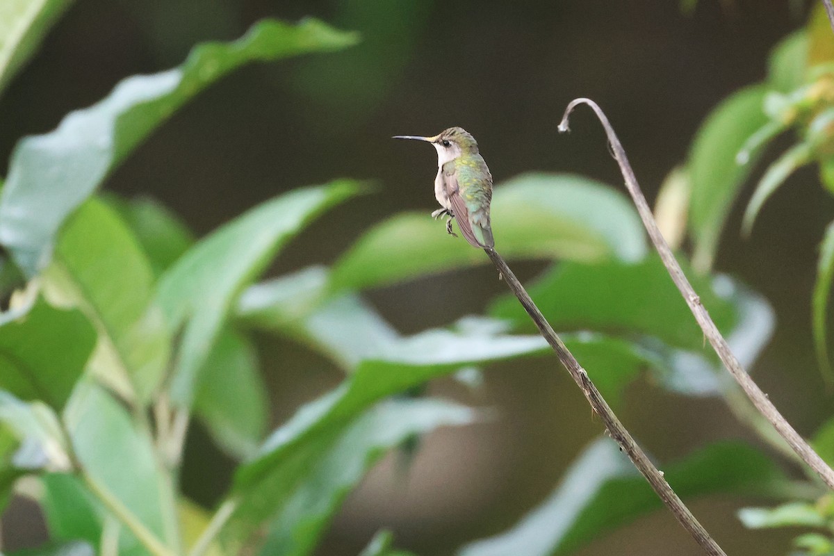 Колібрі рубіновогорлий - ML647512770