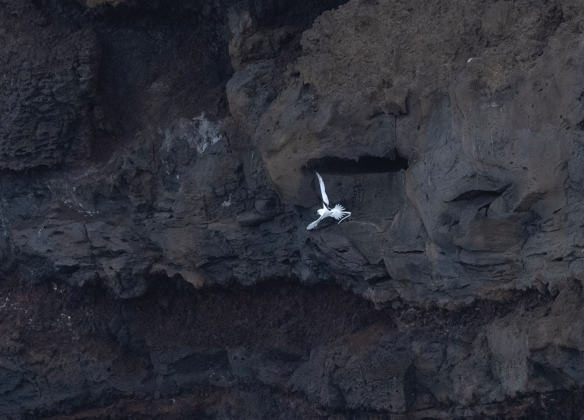 Фаетон білохвостий - ML647512771