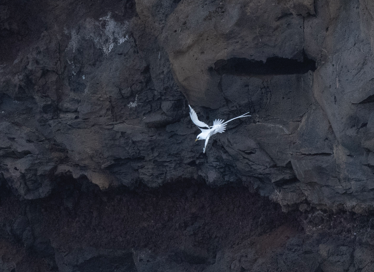 Фаетон білохвостий - ML647512772