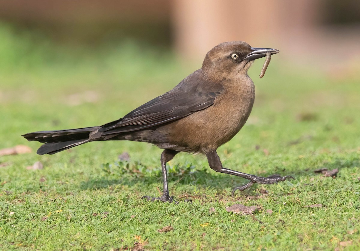 Гракл великохвостий - ML647512773