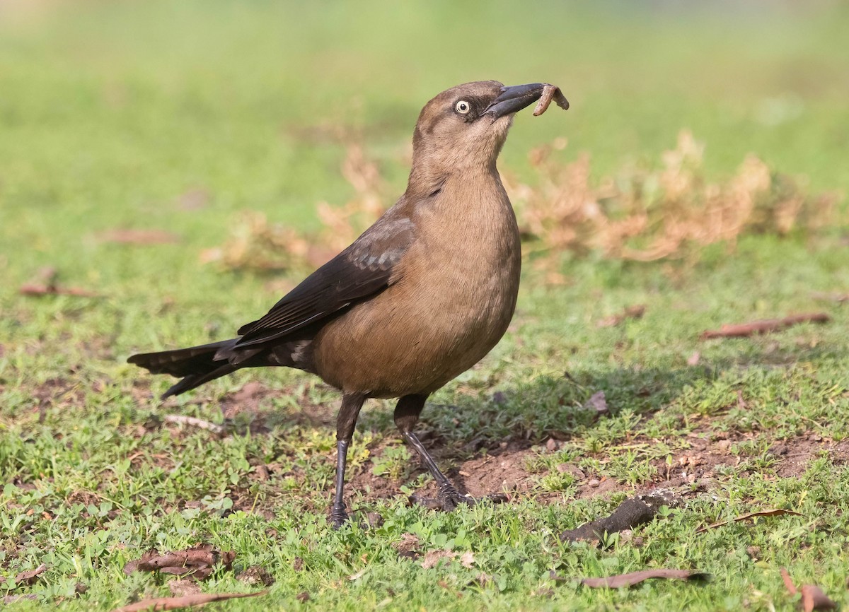 Гракл великохвостий - ML647512774