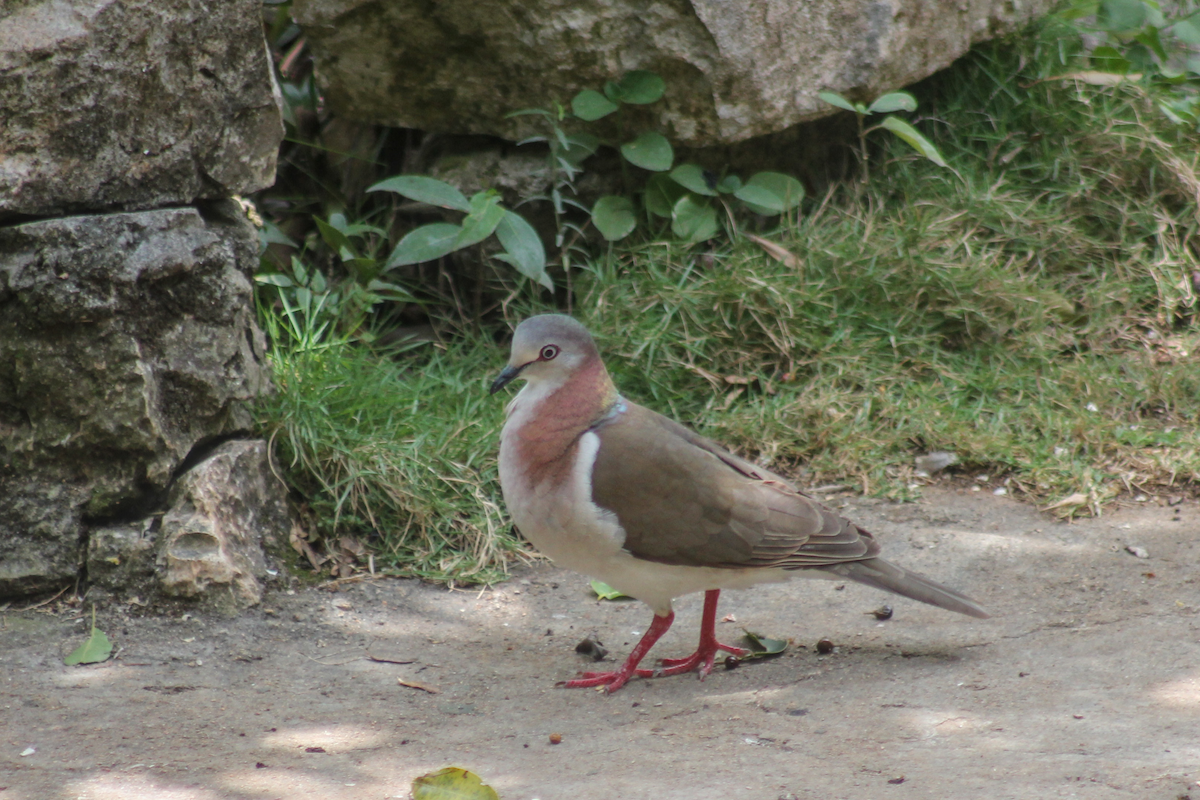 Горличка ямайська - ML647512775