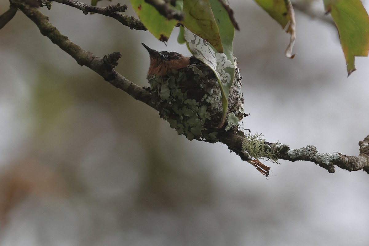 Колібрі-крихітка широкохвостий - ML647512776