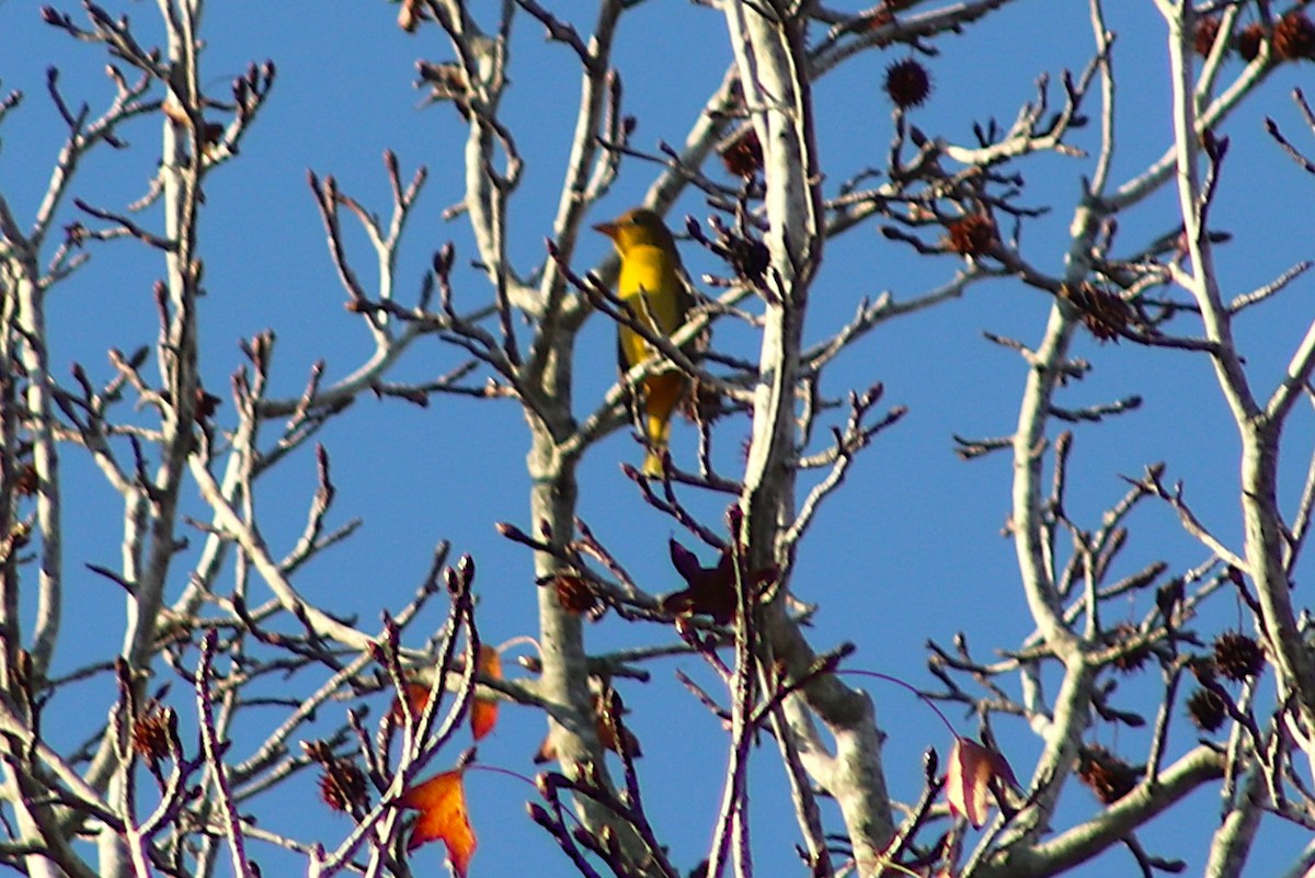Піранга пломениста - ML647512777