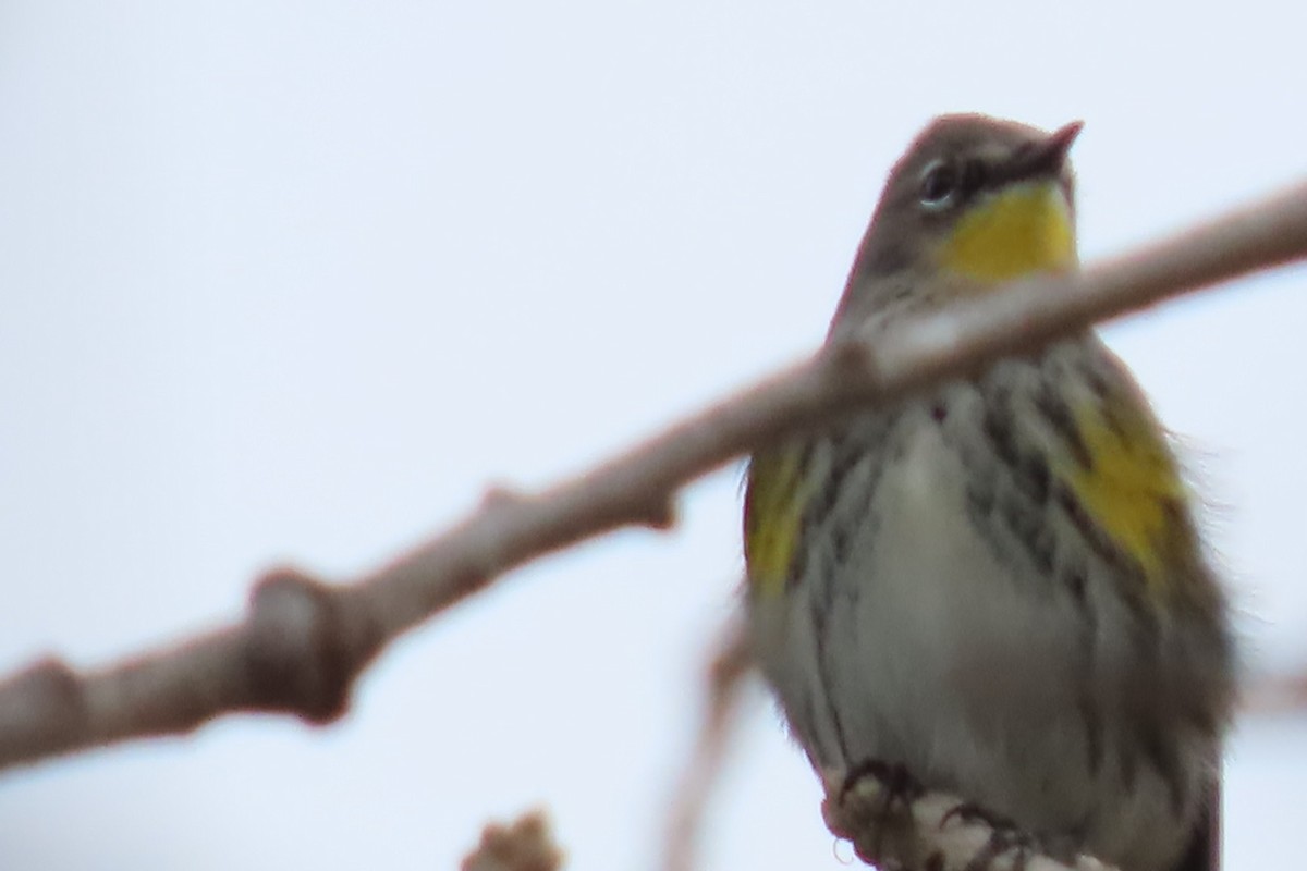 Пісняр-лісовик жовтогузий (підвид auduboni) - ML647512778