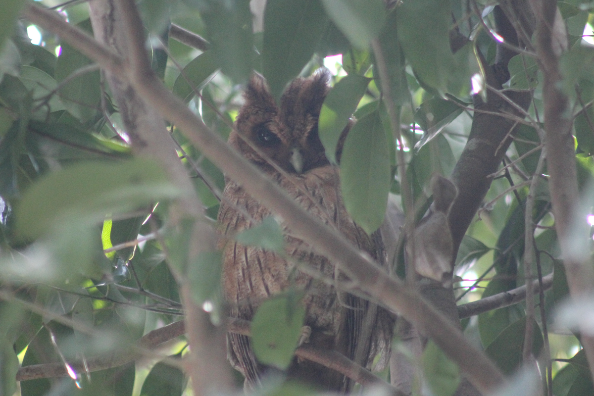 Сова ямайська - ML647512779