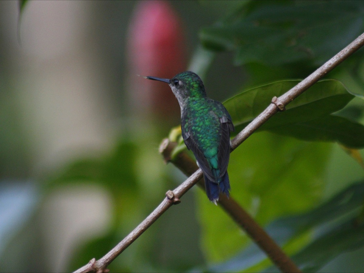 Колібрі-лісовичок синьоголовий - ML647512780