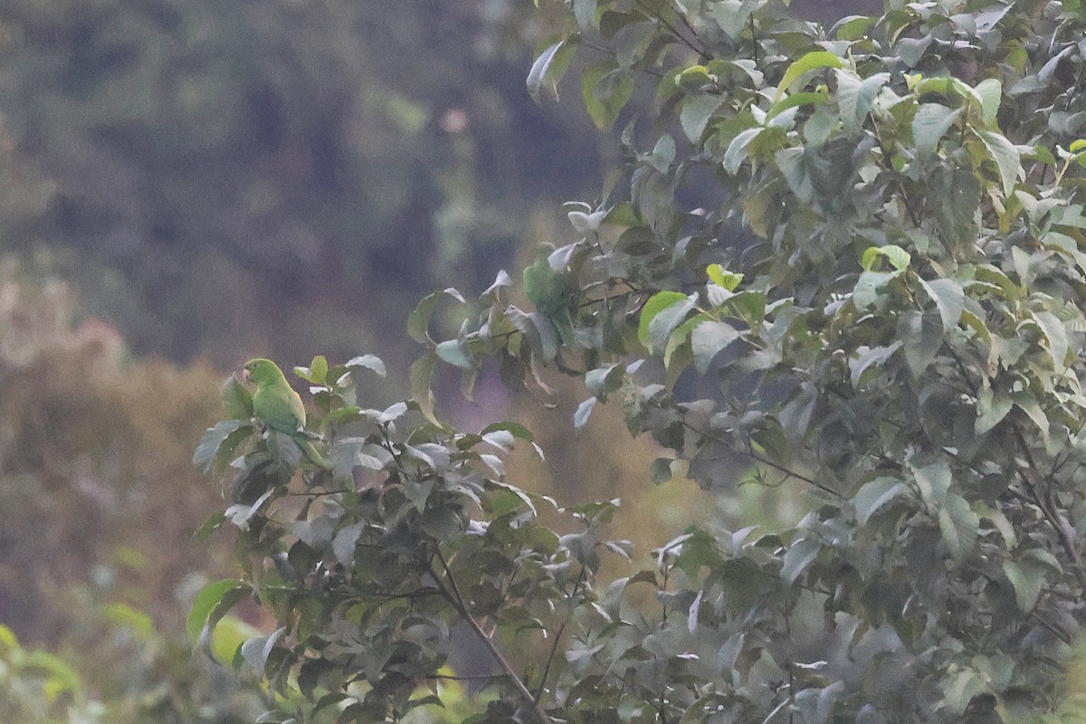 Аратинга гватемальський - ML647512781