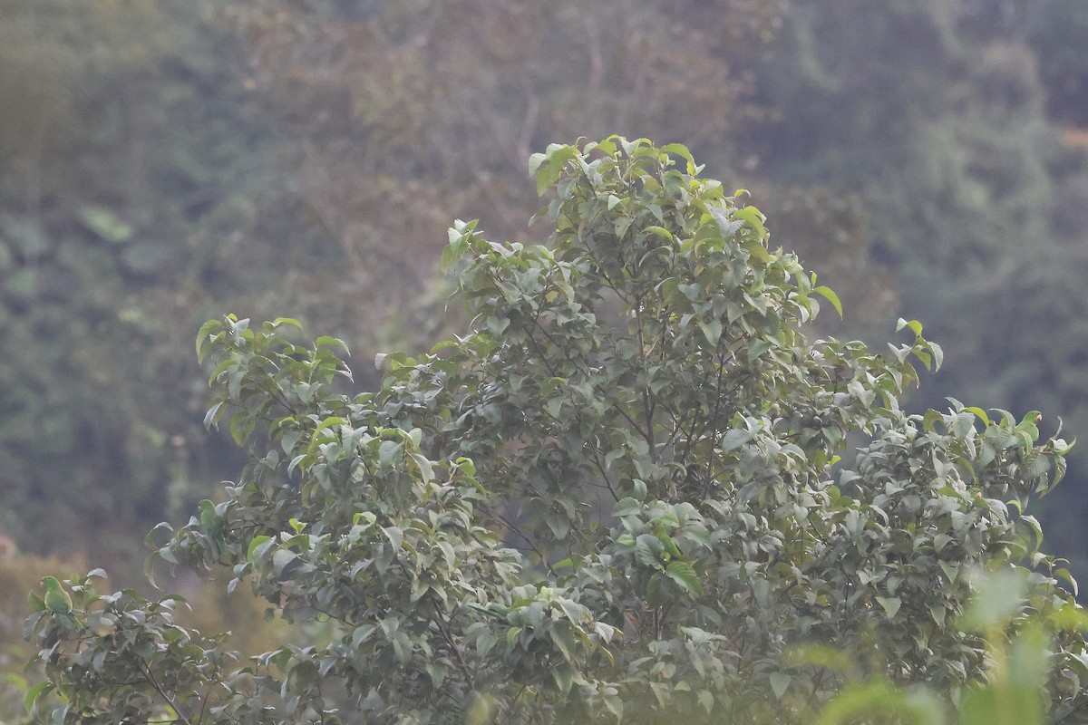 Аратинга гватемальський - ML647512782