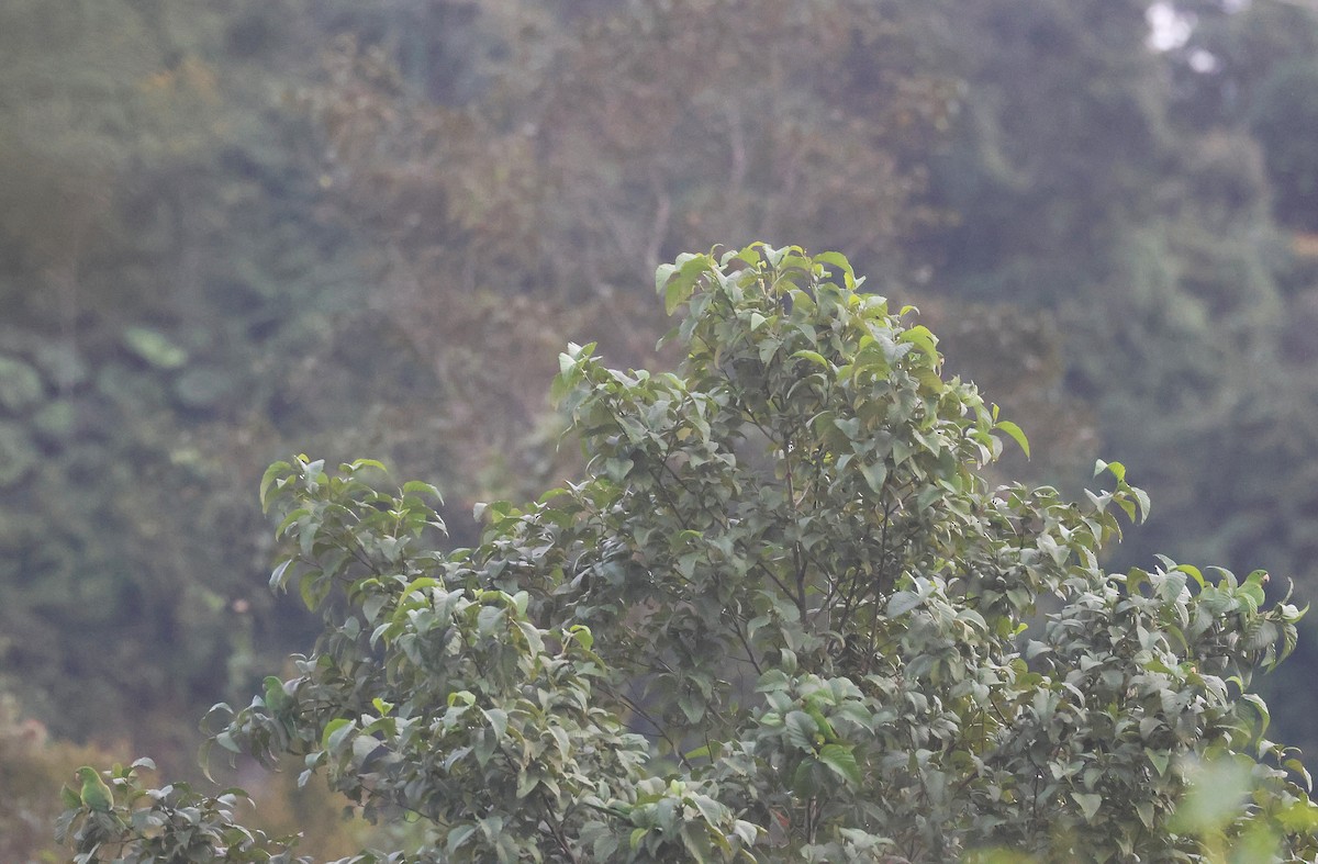 Аратинга гватемальський - ML647512783