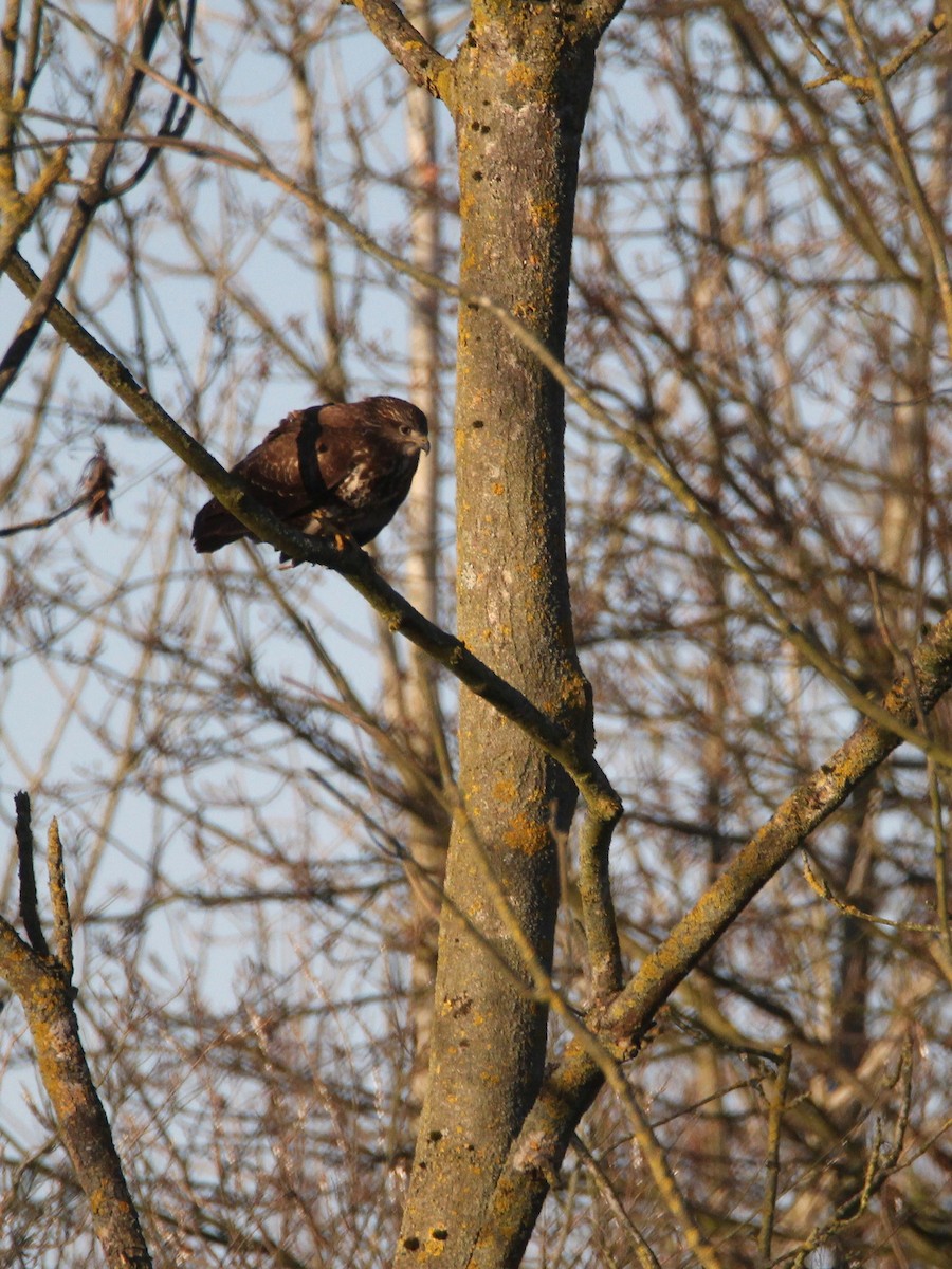 Канюк звичайний - ML647512784