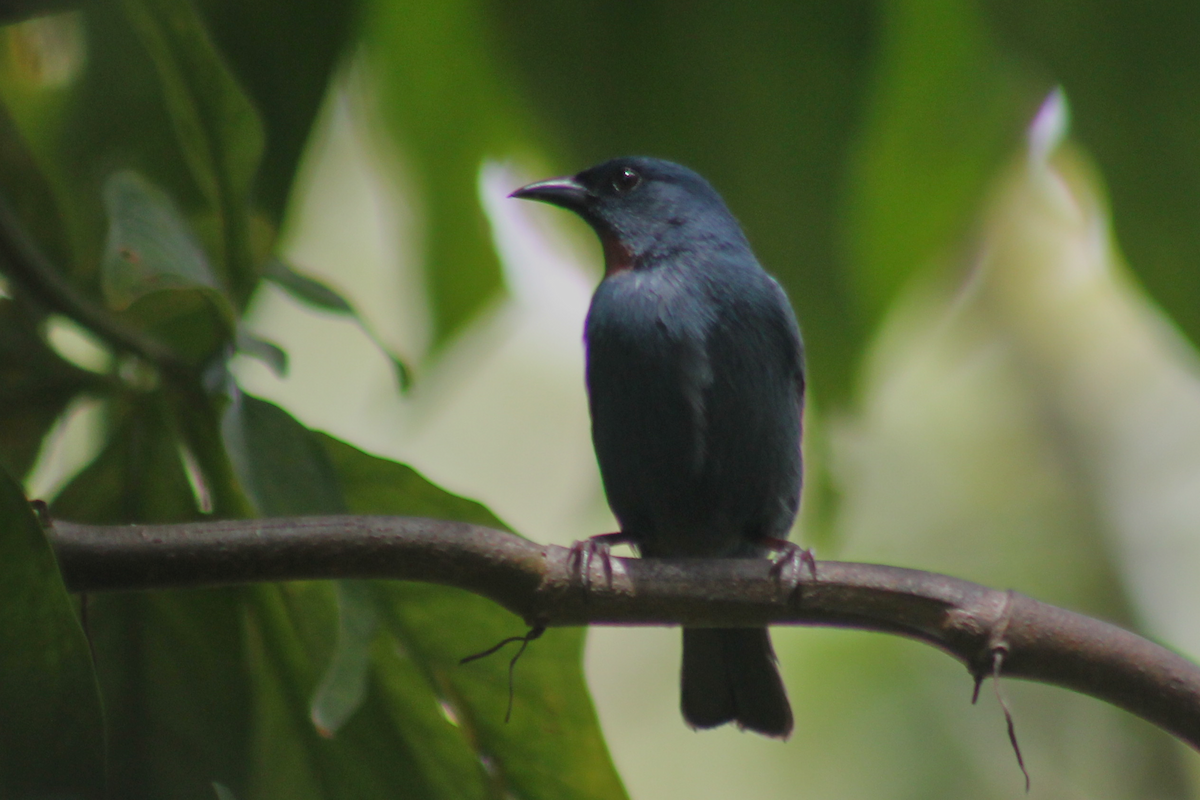 Менагра ямайська - ML647512785