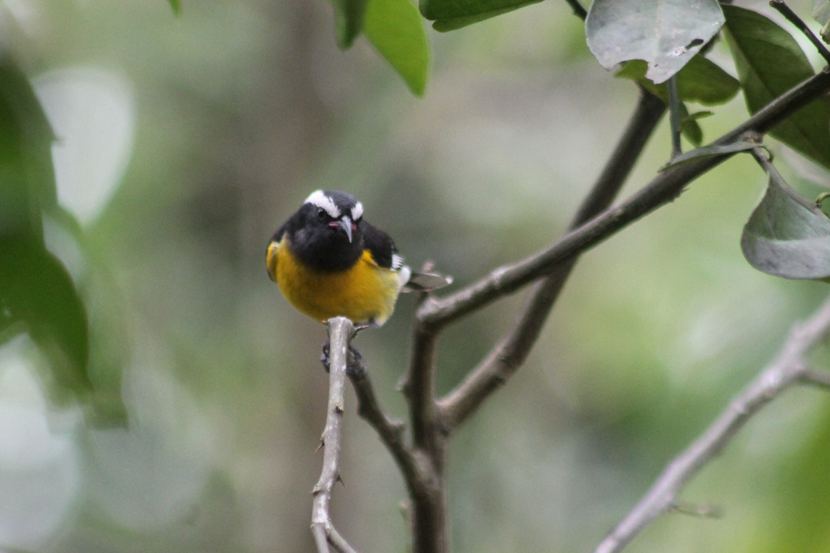 Цереба - ML647512787