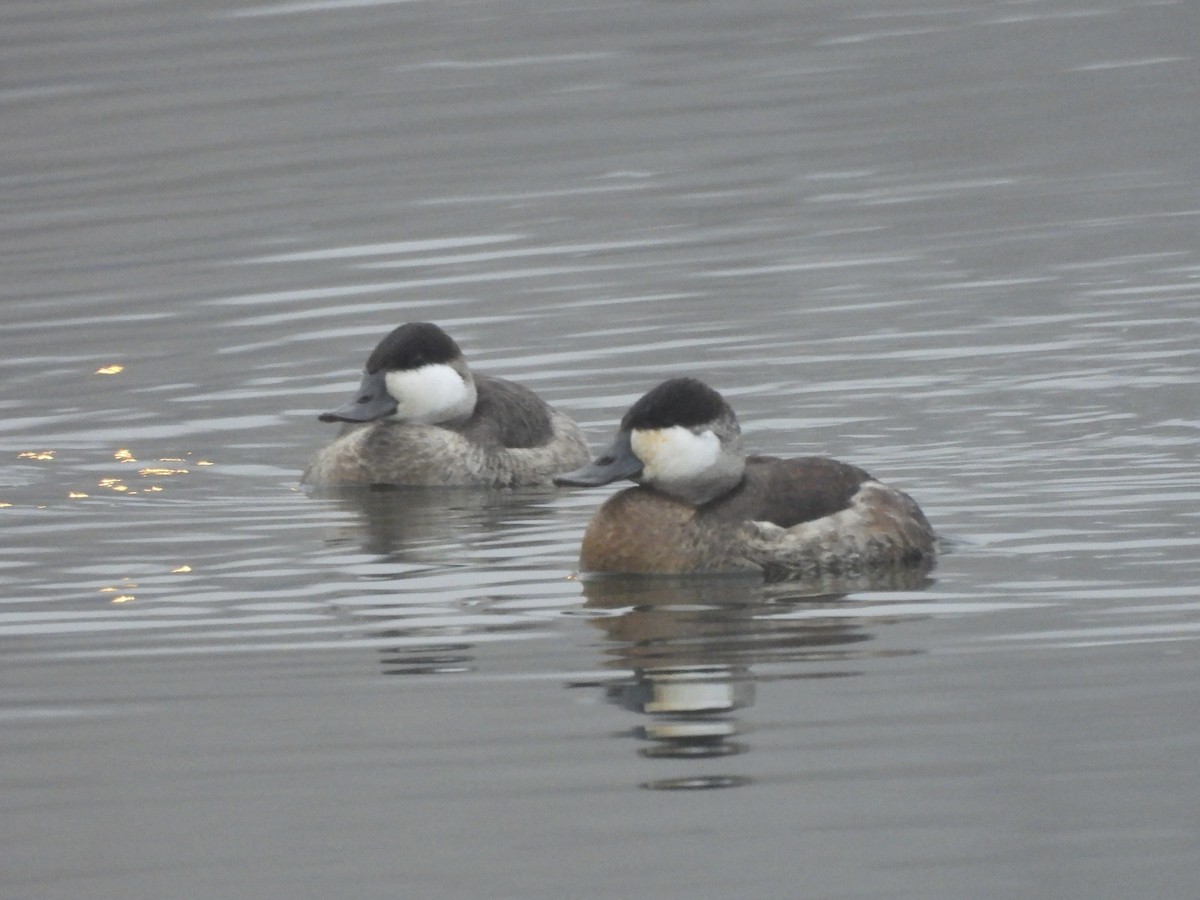 Савка американська - ML647512788