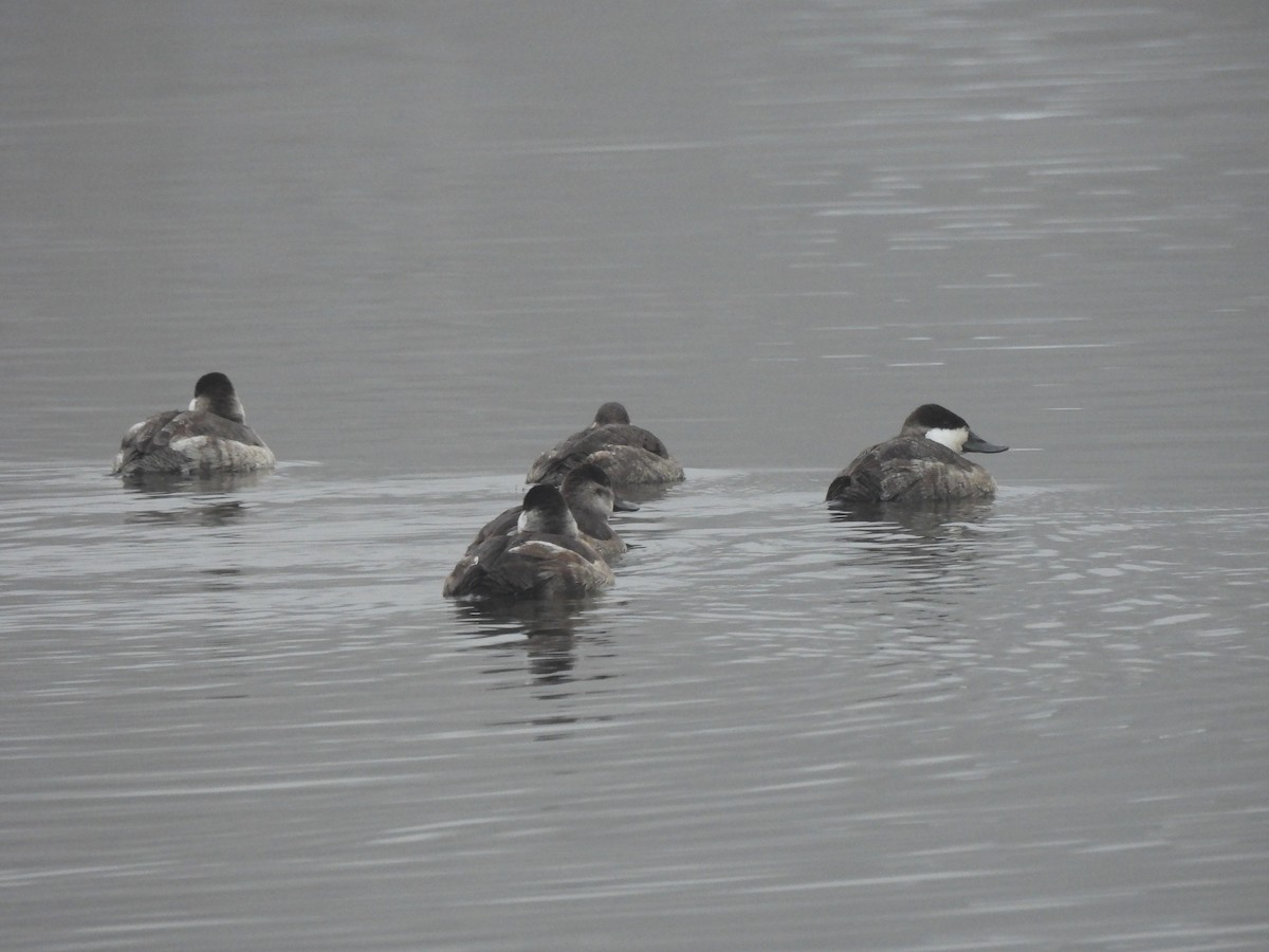 Савка американська - ML647512789