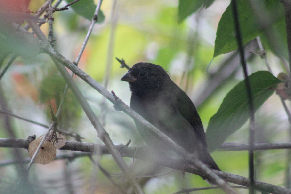 Потрост чорноволий - ML647512790