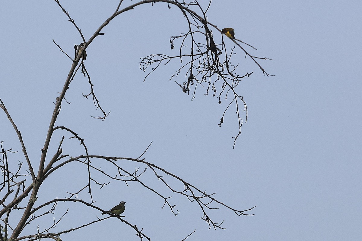 Тиран-малюк північний - ML647512791