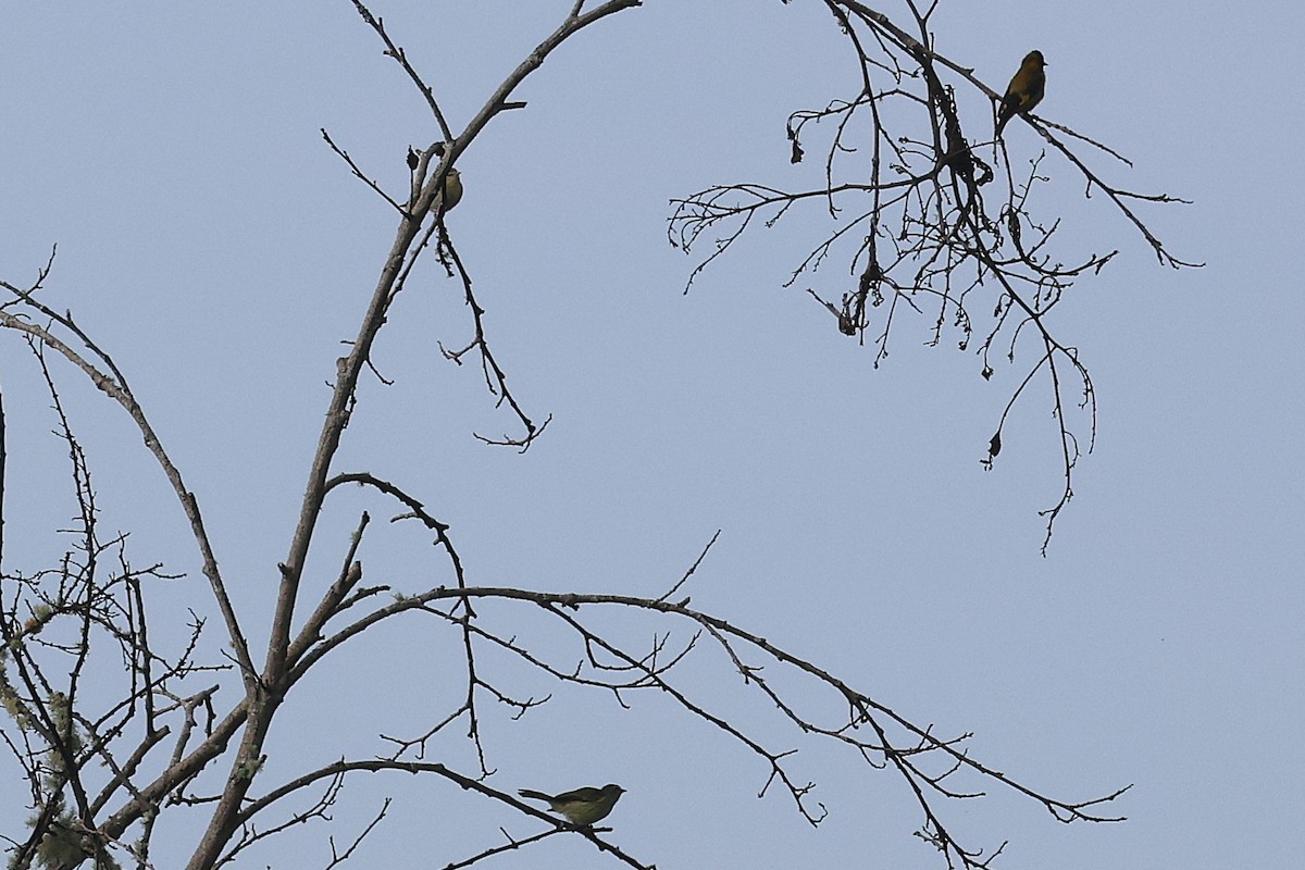 Тиран-малюк північний - ML647512792