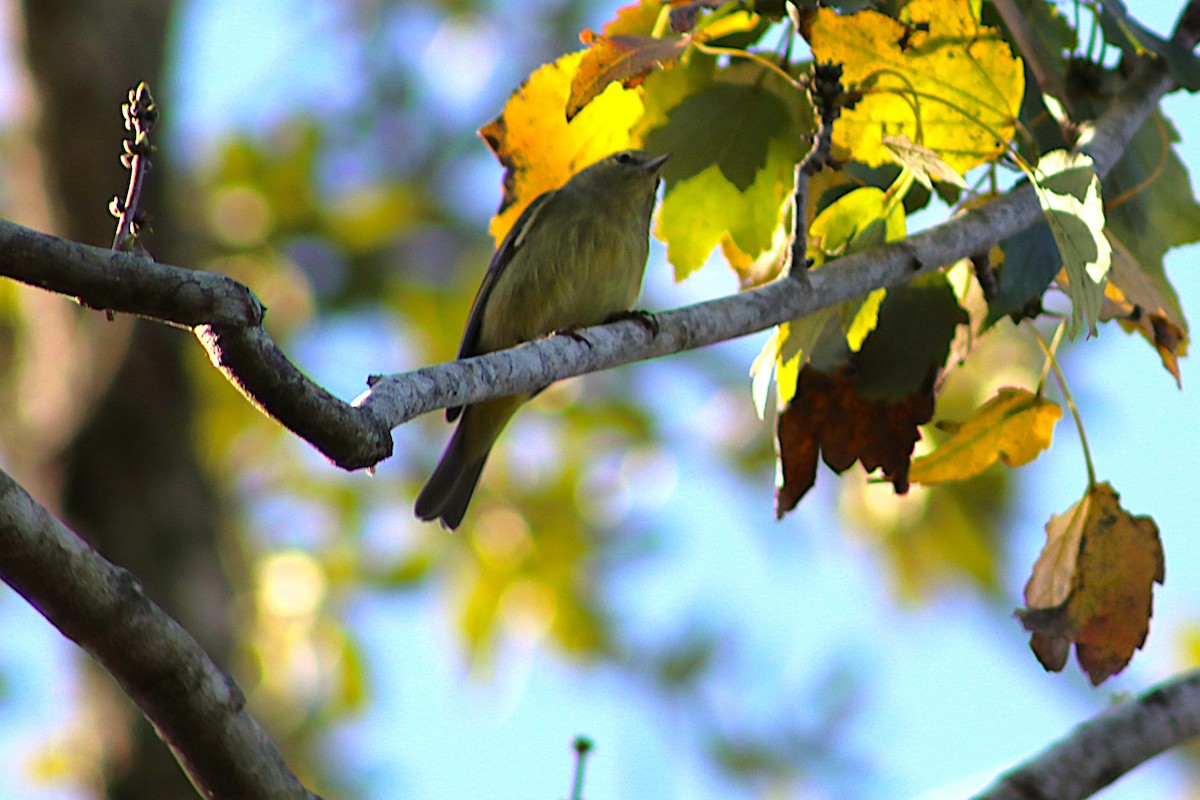 Пісняр-лісовик рудоголовий - ML647512793