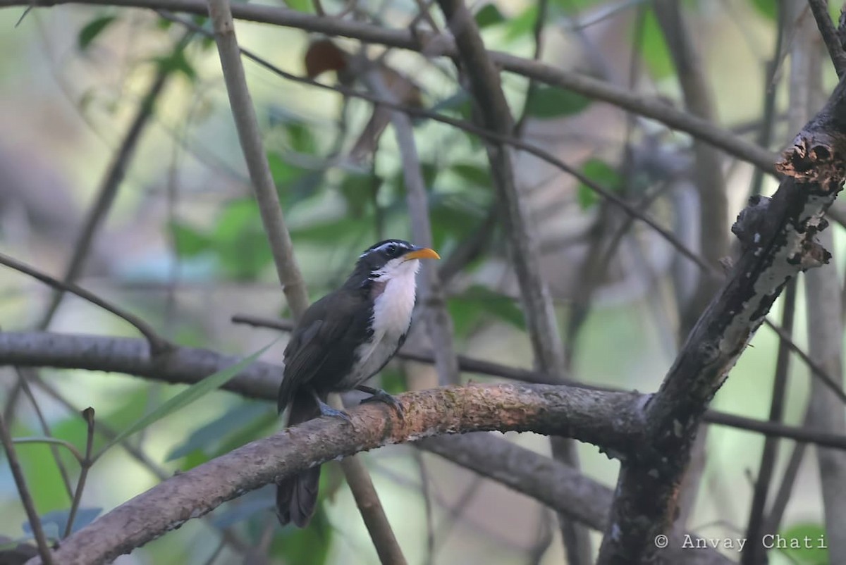 Силамбан індійський - ML647512794