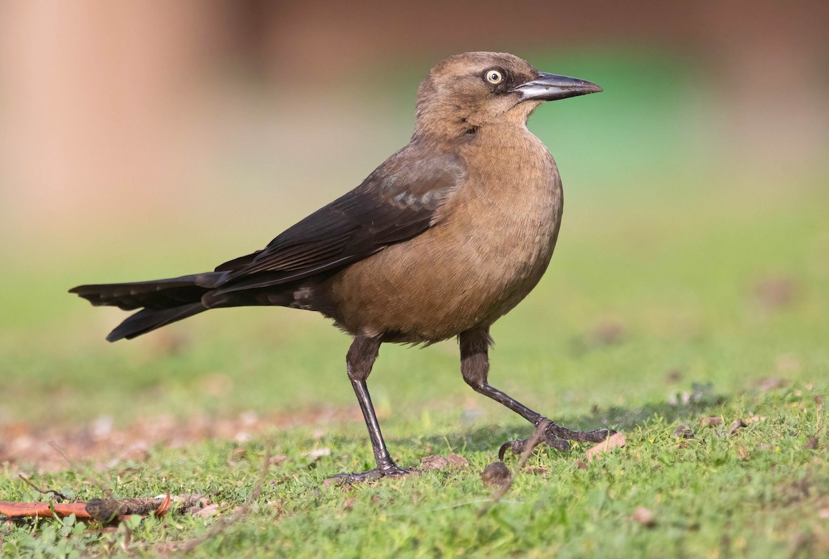 Гракл великохвостий - ML647512797