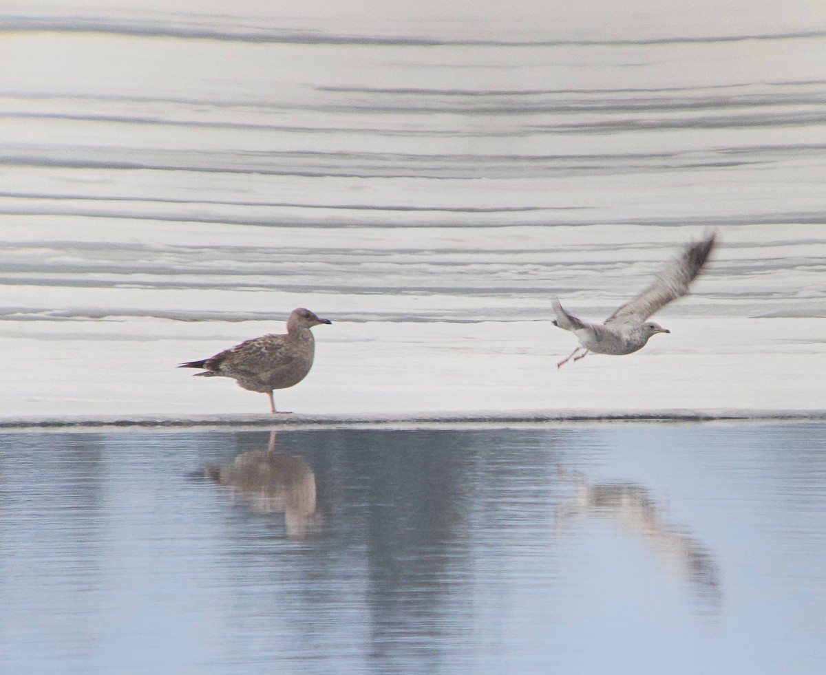 Мартин делаверський - ML647512798