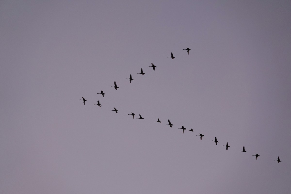 Лебідь чорнодзьобий - ML647512799