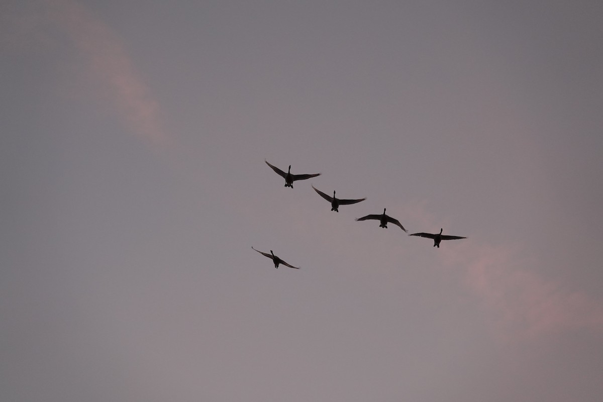 Лебідь чорнодзьобий - ML647512800