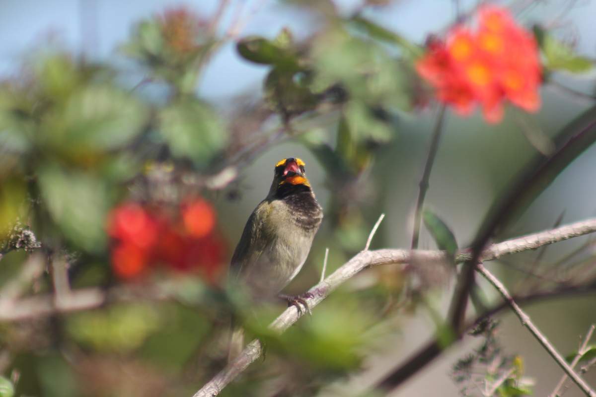 Потрост золотогорлий - ML647512801