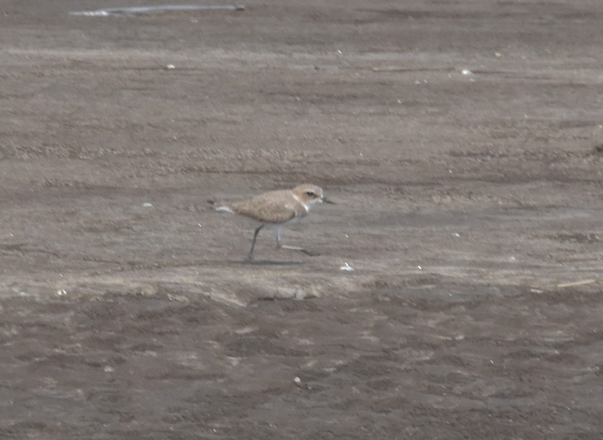 Tibetan Sand-Plover - ML647512823